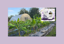 วว. พัฒนาต้นแบบเวชสำอางจากสารสกัดต้นกล้วย